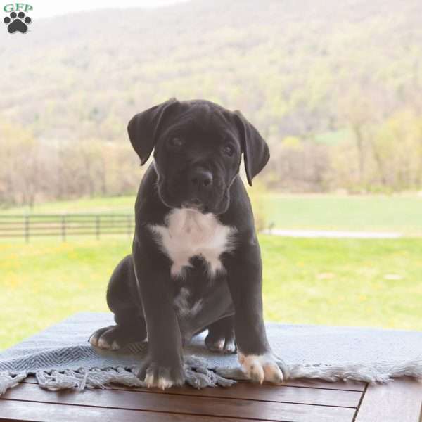 Kace, Cane Corso Puppy